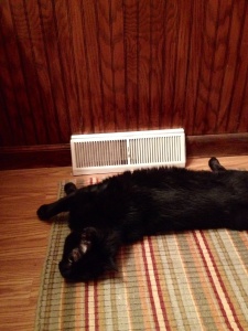 It's so cold Nick sleeps in front of the vent!