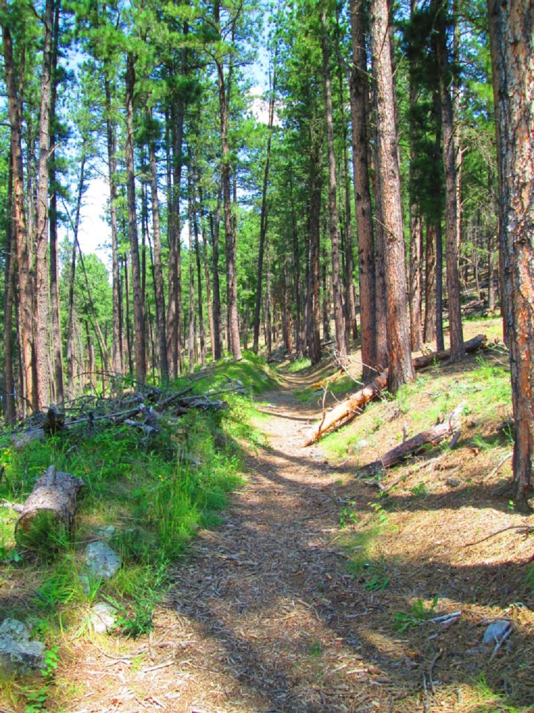 IMG_2885-1024x768[1]